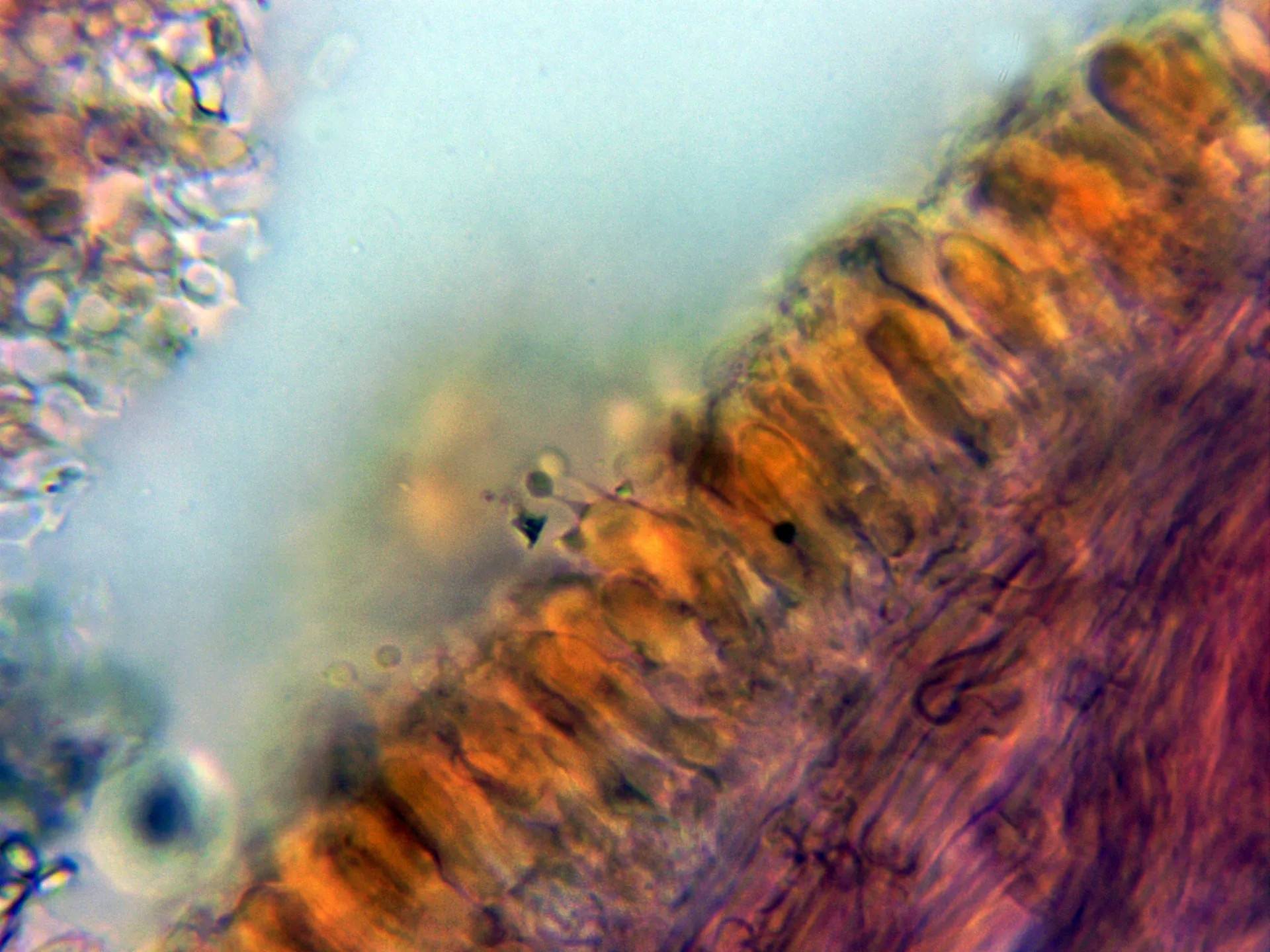 Microscopía de Irpex latemarginatus - 10 - Basidios